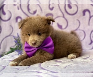 Pomeranian Puppy for sale in LANCASTER, PA, USA