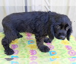 Small Photo #3 Cocker Spaniel Puppy For Sale in Mountain View, MO, USA