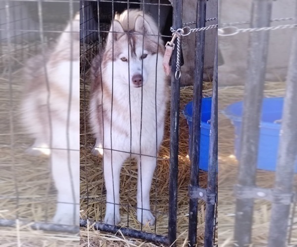 Medium Photo #1 Siberian Husky Puppy For Sale in KENNEWICK, WA, USA