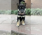 Puppy Katrina Shiba Inu