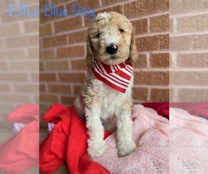 Goldendoodle Puppy for Sale in SHERMAN, Texas USA