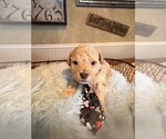 Small Photo #7 Poochon Puppy For Sale in MOUNT PLEASANT, TX, USA