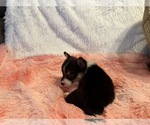 Small Photo #19 American Corgi Puppy For Sale in CANAL WINCHESTER, OH, USA
