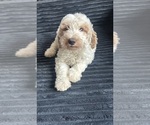 Puppy Tapioca Goldendoodle (Miniature)