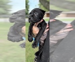 Puppy Zoey Cane Corso