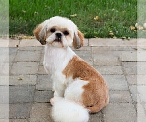 Father of the Shih Tzu puppies born on 02/07/2026