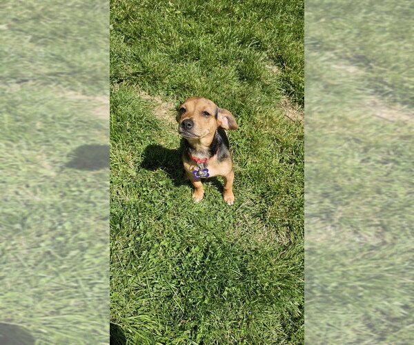 Medium Photo #2 Chiweenie Puppy For Sale in Springdale, PA, USA