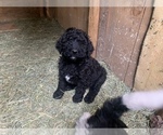 Small Photo #4 Saint Berdoodle Puppy For Sale in NACHES, WA, USA