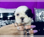 Puppy 3 Shih Tzu