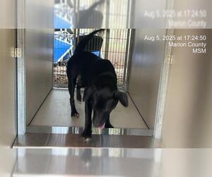 American Pit Bull Terrier-Labrador Retriever Mix Dogs for adoption in Ocala, FL, USA