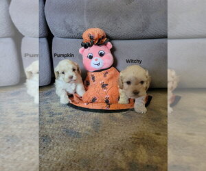 Halloween Town Ghouls: Witchy - Female Cockapoo (Miniature) Dog for Adoption - Photo #3