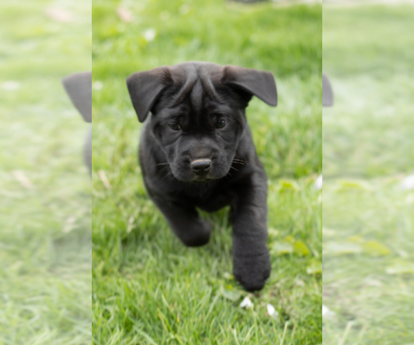 Medium Photo #6 Cocker-Pei Puppy For Sale in MILLERSBURG, IN, USA