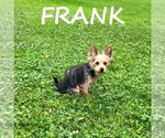 Small #2 YorkiePoo
