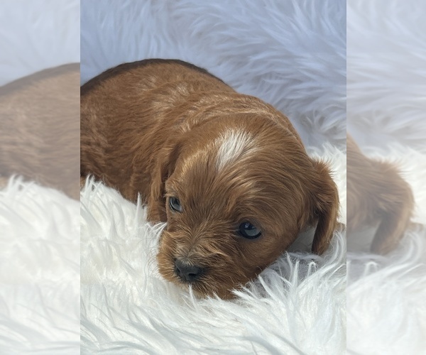 Medium Photo #3 Cavapoo (Toy) Puppy For Sale in NILES, MI, USA