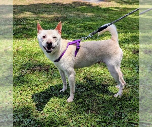 Medium Photo #1 Shiba Inu-Unknown Mix Puppy For Sale in Spring Lake, NC, USA