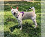 Small Shiba Inu Mix