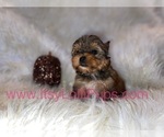 Small #31 Yorkshire Terrier