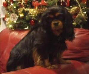 Mother of the Cavalier King Charles Spaniel puppies born on 05/27/2025