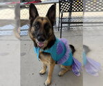 Small German Shepherd Dog