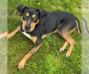 Doberman Pinscher-Unknown Mix Dogs for adoption in Martinsburg, WV, USA