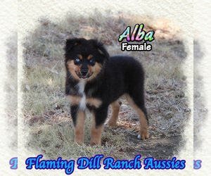 Miniature Australian Shepherd Puppy for sale in FORESTBURG, TX, USA