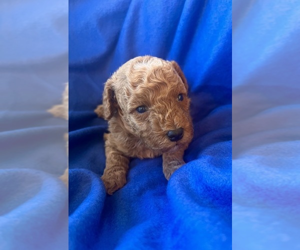 Medium Photo #1 Poodle (Toy) Puppy For Sale in Lexington, NC, USA
