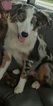 Small Photo #1 Australian Shepherd Puppy For Sale in ALACHUA, FL, USA