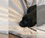 Small Photo #4 Cane Corso Puppy For Sale in RUTHERFORDTON, NC, USA