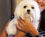 Small #8 Maltese