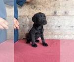 Small #13 Labrador Retriever