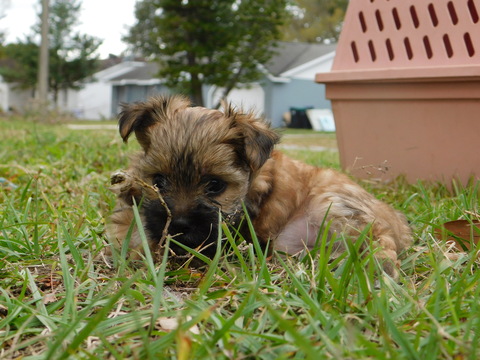 Medium Photo #26 Morkie Puppy For Sale in ORLANDO, FL, USA