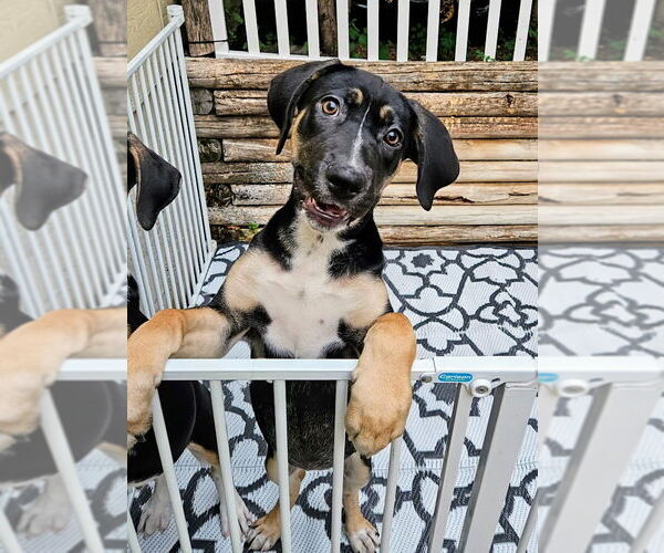 Medium Photo #3 Catahoula Leopard Dog-Rottweiler Mix Puppy For Sale in Chicago, IL, USA