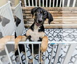 Small #2 Catahoula Leopard Dog-Rottweiler Mix