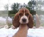 Puppy 4 Basset Hound