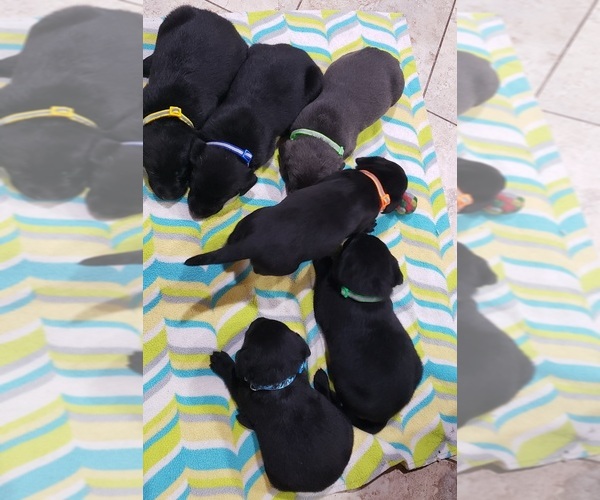 Medium Photo #190 Labrador Retriever Puppy For Sale in OLYMPIA, WA, USA