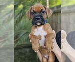 Puppy Teal Boxer