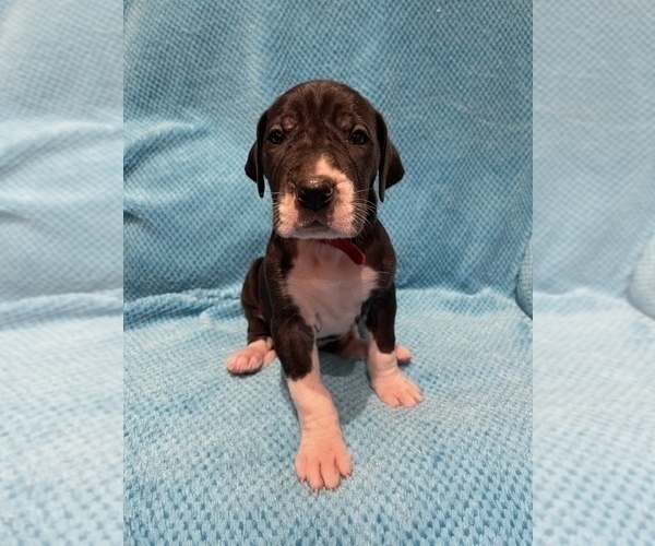 Medium Photo #3 Great Dane Puppy For Sale in PENSACOLA, FL, USA