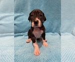 Small Photo #3 Great Dane Puppy For Sale in PENSACOLA, FL, USA