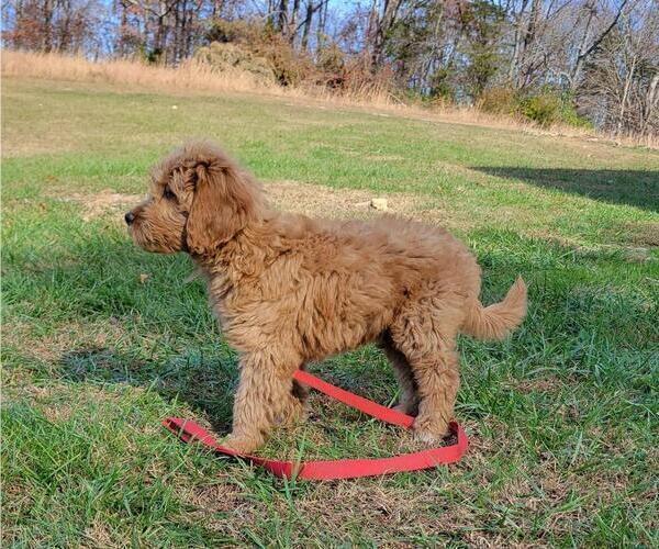 Medium Photo #2 Goldendoodle Puppy For Sale in LA FOLLETTE, TN, USA