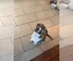 Small #1 Boxer-German Shepherd Dog Mix