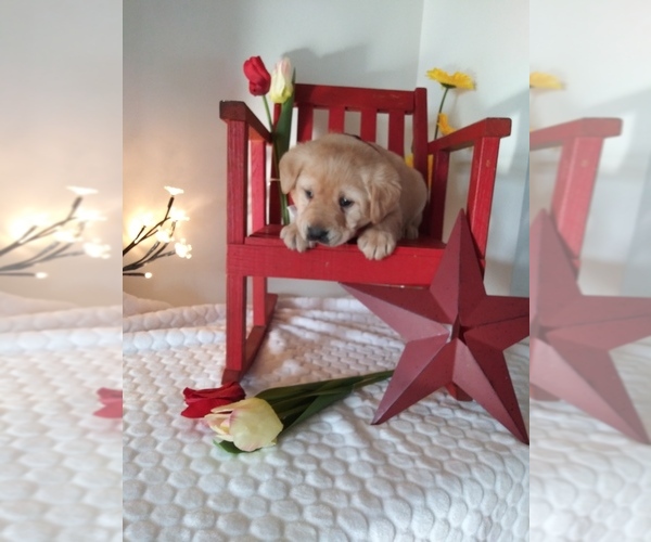 Medium Photo #1 Labrador Retriever Puppy For Sale in SHIPSHEWANA, IN, USA