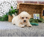 Small #2 Poodle (Toy)-West Highland White Terrier Mix