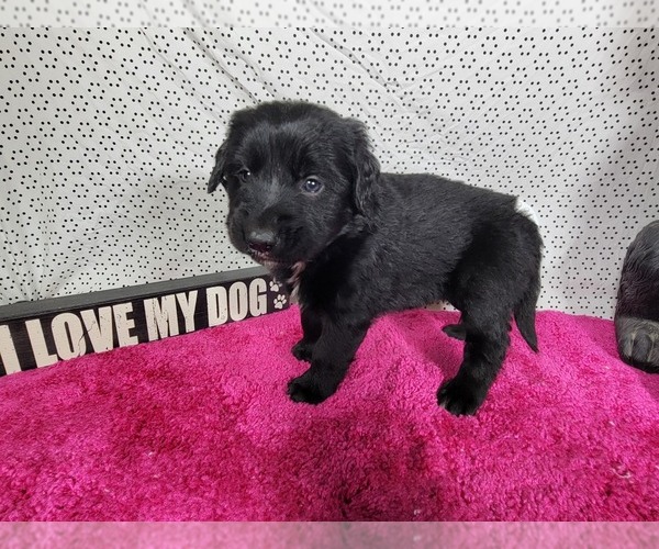 Medium Photo #1 Golden Mountain Dog Puppy For Sale in BLACK FOREST, CO, USA