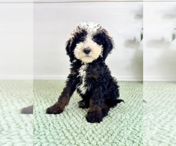 Medium Photo #1 Bernedoodle (Miniature) Puppy For Sale in GREENFIELD, IN, USA