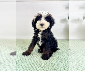 Bernedoodle (Miniature) Puppy for sale in GREENFIELD, IN, USA