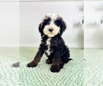 Small Bernedoodle (Miniature)