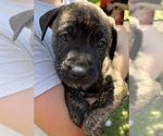 Puppy Toast Mastiff