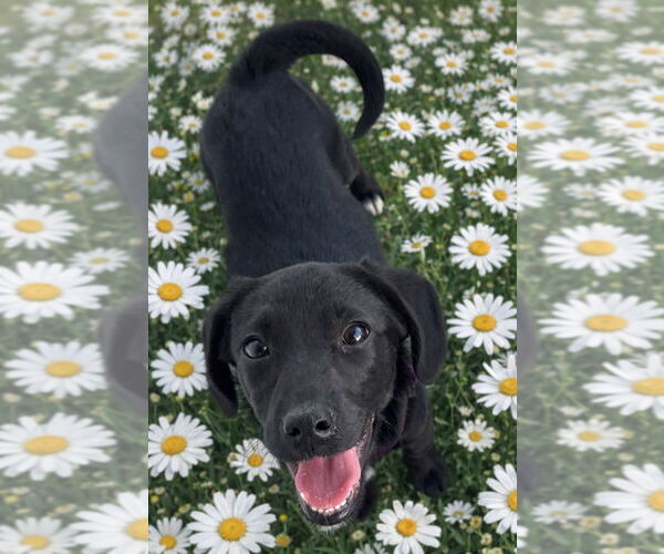 Medium Photo #2 Labbe Puppy For Sale in Claremore, OK, USA