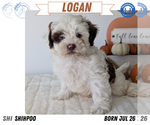 Small #12 ShihPoo