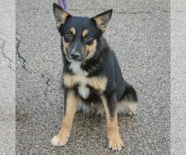 Medium Photo #3 Feist Terrier-German Shepherd Dog Mix Puppy For Sale in Huntley, IL, USA